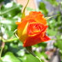 バラ＜CLサハラ９８＞　と　＜ブラックベリーの花＞