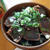人気の漁師飯レシピ絶品かつお漬け丼