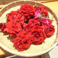 バラ栽培☆花がら摘みと薔薇ジャム 