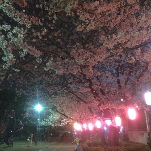 夜桜。