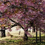 ■ウォーキング【相模原清流の里（３）相模川沿いの散策風景】／桜祭りのお知らせも。