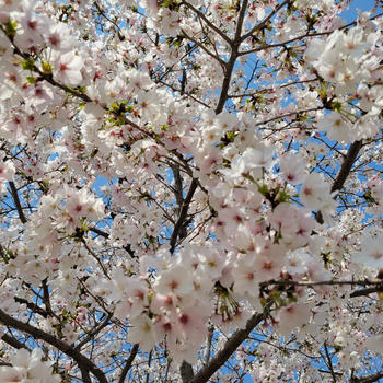お花見