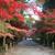 平林寺　２０１５年の紅葉。。。