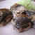 黒ホイルで☆いわしのパン粉焼き