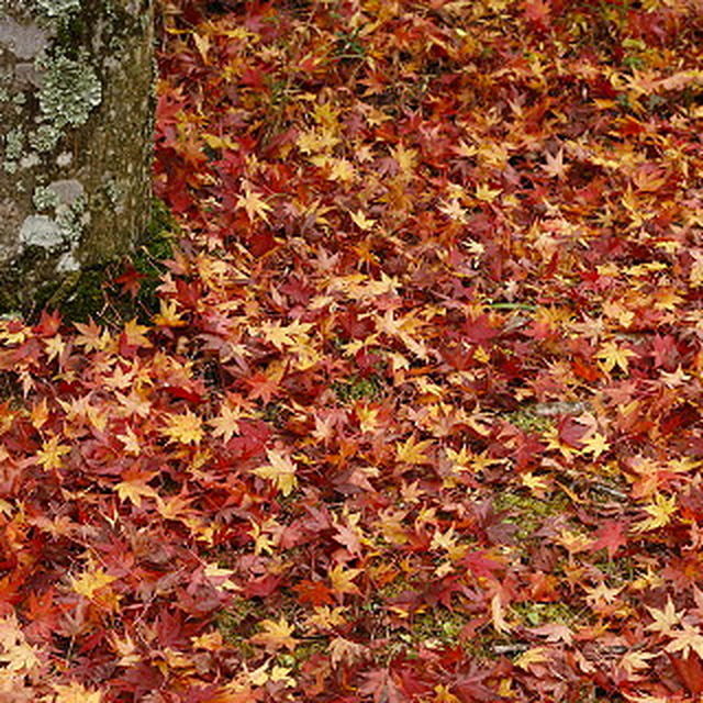 ■　ふるさとと紅葉　その２　やまめ釣り　■