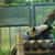 東京都恩賜上野動物園へ行って来ました(*^_^*)