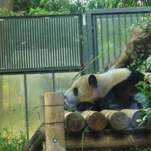 東京都恩賜上野動物園へ行って来ました(*^_^*)