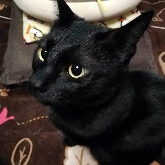 【小梅・さくら・桃之介通信】黒目が丸い時間