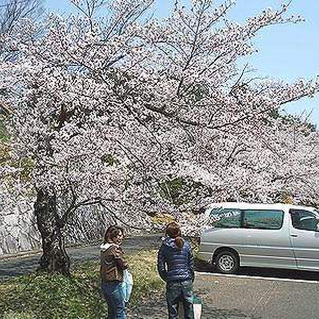 花見と煮込みハンバーグ？