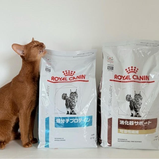 【楽天マラソン】猫たちのものを買い足し