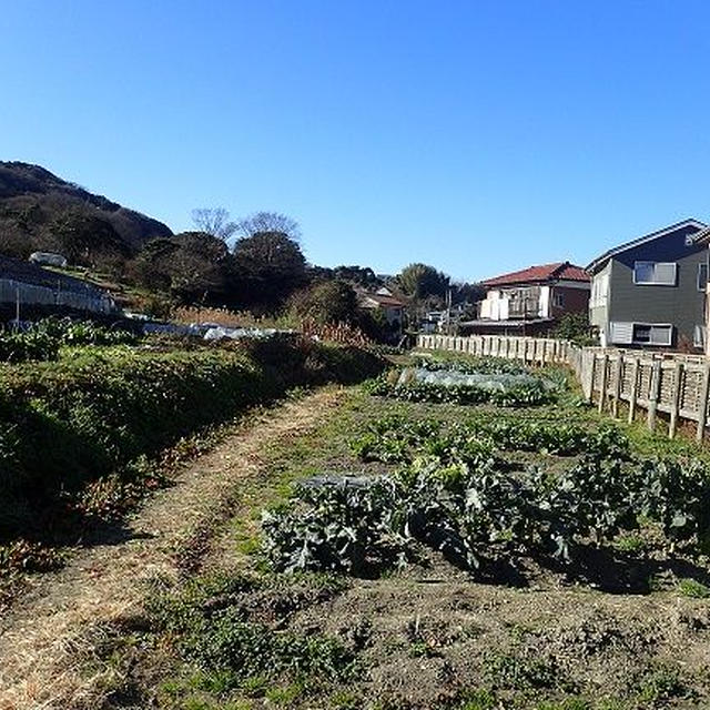 はじめての家庭菜園（1月初旬）☆2017年お初収穫！