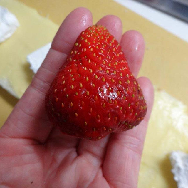 イチゴ納め