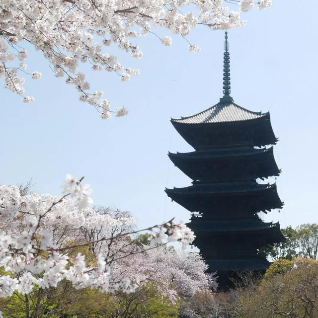 東寺と桜とスーパードライの飛行船