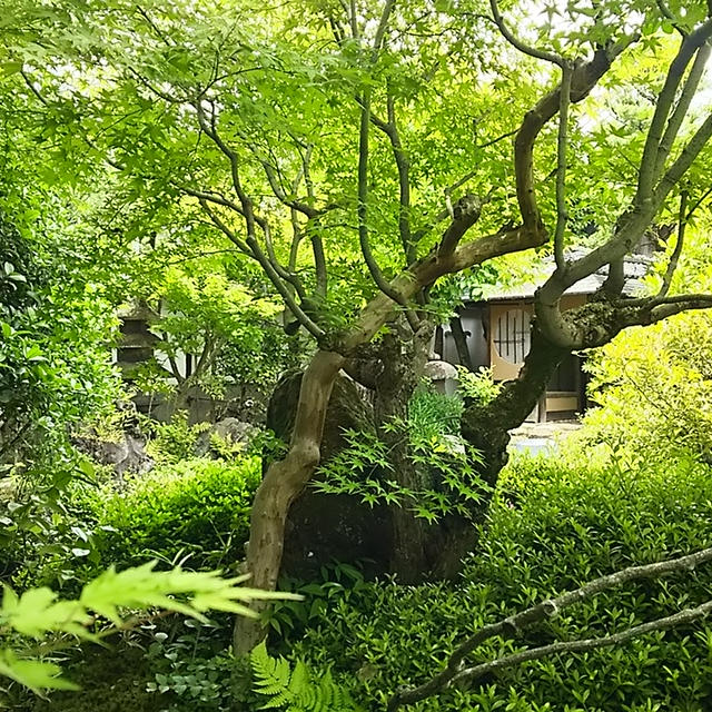 ☆京都:大橋家庭園☆