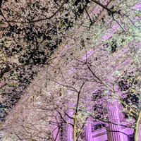 歴史的建造物も桜色に♡日本橋 江戸桜通りの桜ライトアップ♪