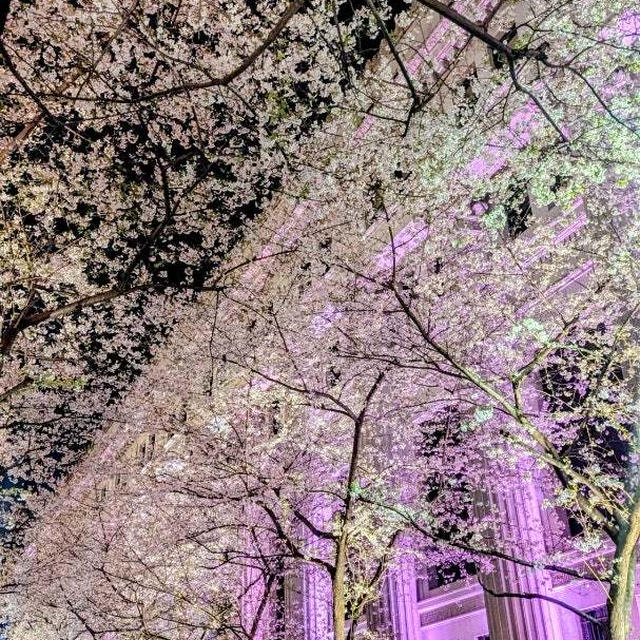 歴史的建造物も桜色に♡日本橋 江戸桜通りの桜ライトアップ♪