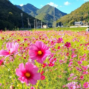 のどかな山あいのコスモス畑