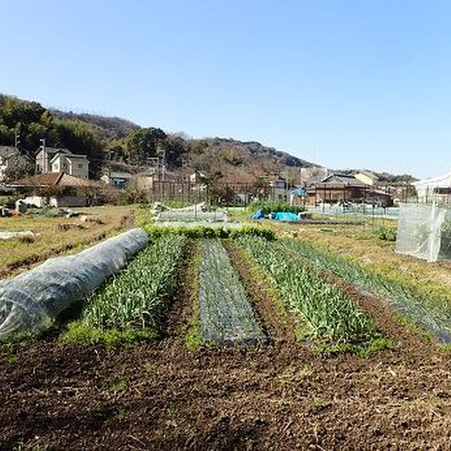 トウモロコシとインゲン混植☆葉山農園（3月中旬）