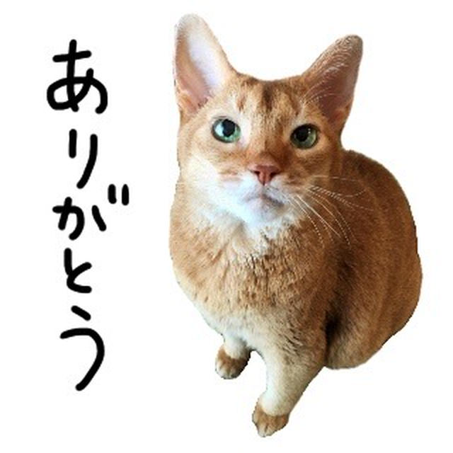 ひなちゃん2年3ヶ月の月命日 スタンプありがとう