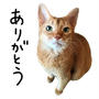 ひなちゃん2年3ヶ月の月命日 スタンプありがとう