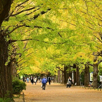 昭和記念公園　かたらいのイチョウ並木