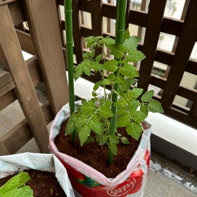 マイクロトマト、植え付け完了！