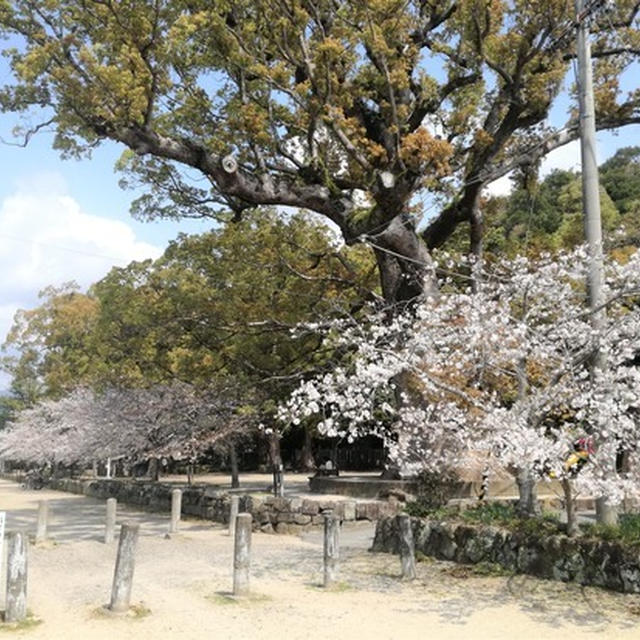 桜2020。闘鶏神社も行ってみた。