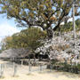 桜2020。闘鶏神社も行ってみた。
