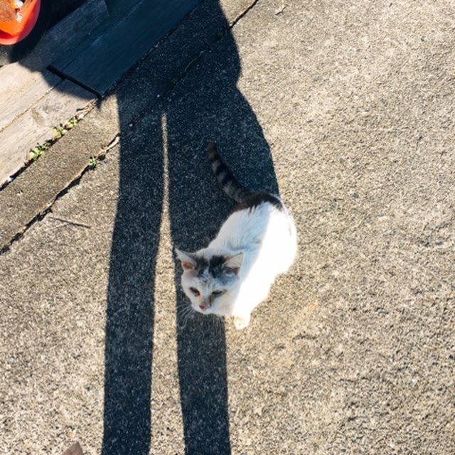 猫が人懐こ過ぎる、沖島