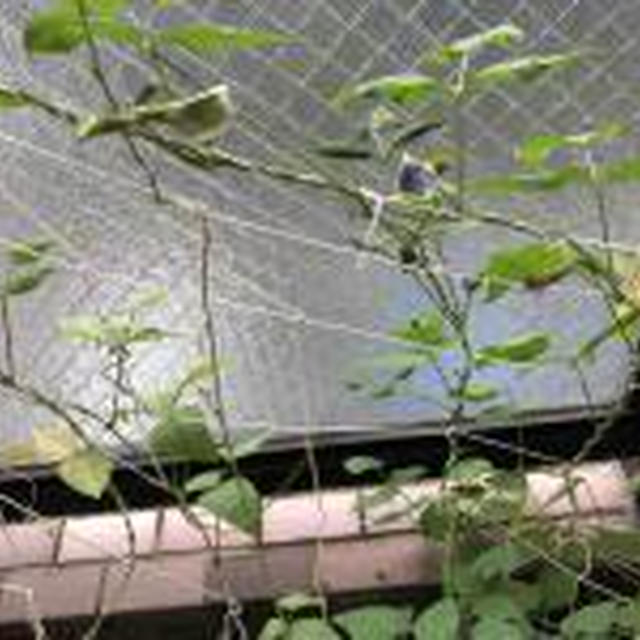やった！やっと四角豆の花が咲きました