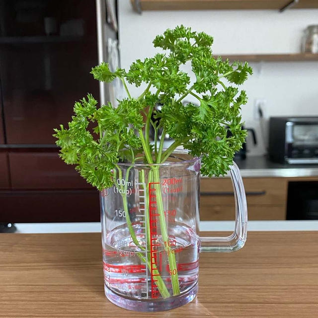 パセリの水栽培と愛用品。