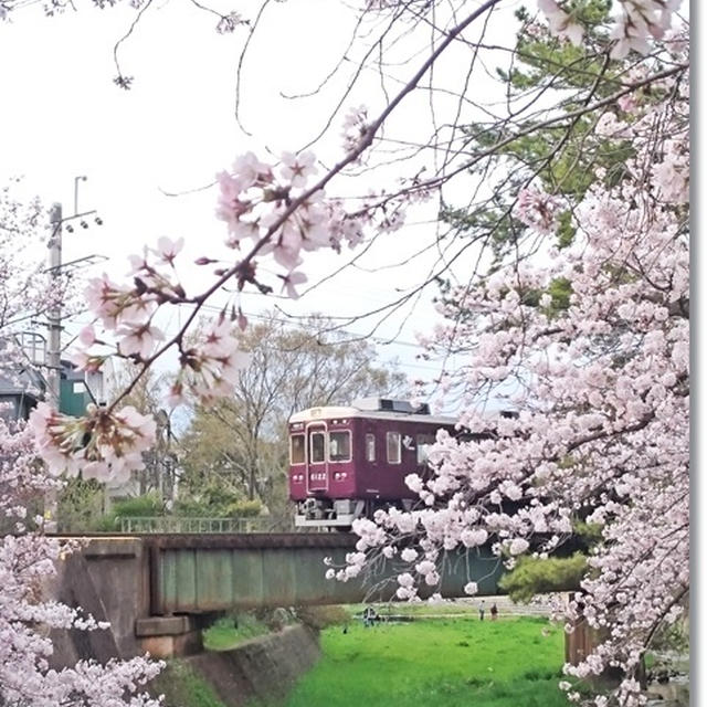 【阪急電車と桜】苦楽園～夙川散歩☆