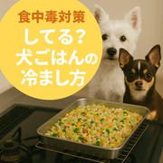 「夏の手作り犬ごはん、食中毒対策が超重要！夫の、こだわり冷まし術」