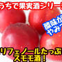 【レシピ】おうちで果実酒！ポリフェノールたっぷりスモモ酒！