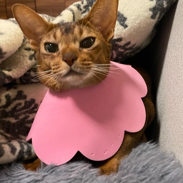 カラーめくれちゃん