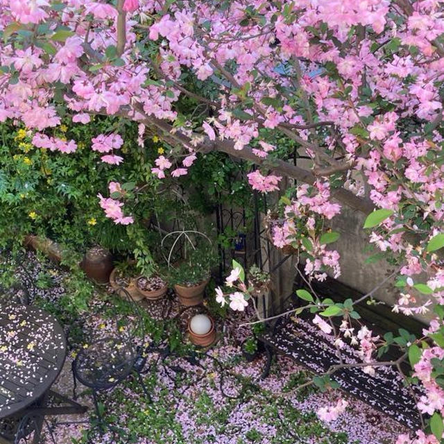 すばらしきかな我が家の花カイドウ