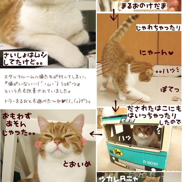 ■ツンデレは堪らないよね(*ﾉωﾉ)■ネコカフェ物語・前編