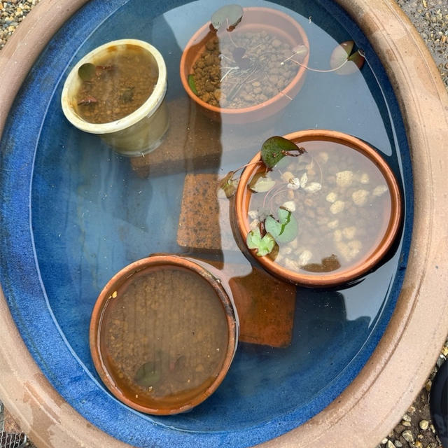 【睡蓮の植え替え】