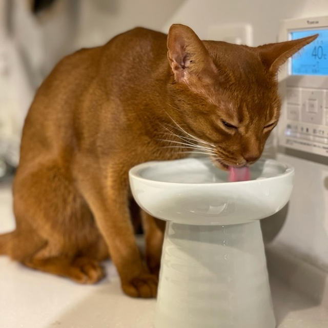 容器からも、ちゃんとお水を飲めるひめちゃん