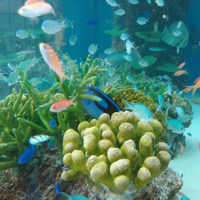Sony Aquarium沖縄美ら海水族館～銀座ソニービル