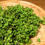季節のお仕事➖茅の輪くぐりと、実山椒のあれこれ。