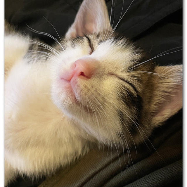 ぐっすりお眠りなさい