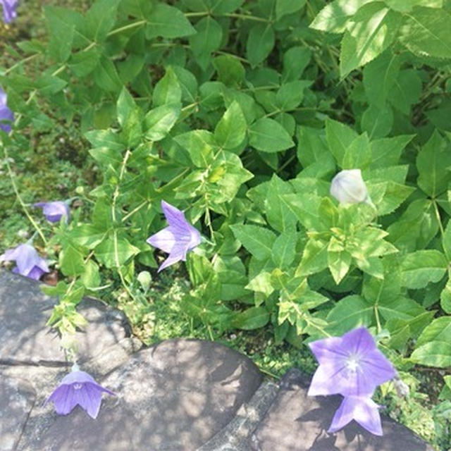 夏のお茶会へ