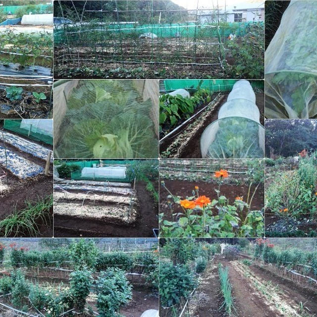 ■Myファーム発【芋類の最終収穫／各種野菜の植え付け・芽出し種の防寒・防霜・虫除け・鳥除け対策など。】