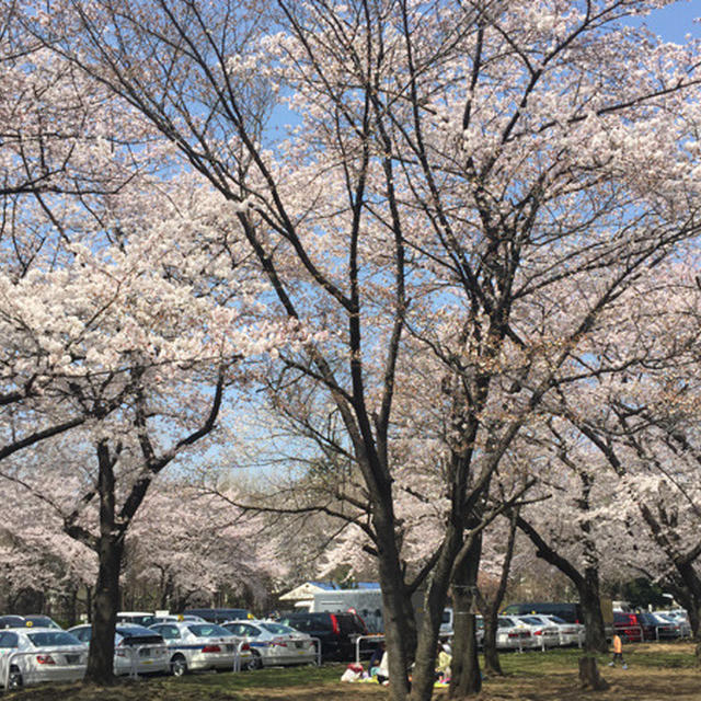 桜は満開です♪