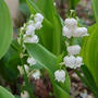 5月1日は「jour de muguet / スズランの日」