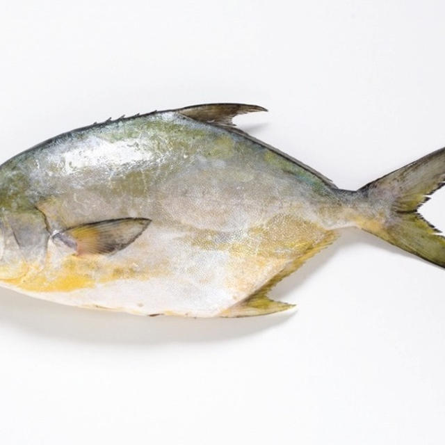 Pompano Fish　（コバンアジ）