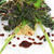 American Food Recipe(12)BBQ Kale