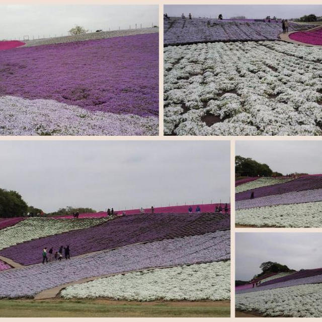 千葉　ドイツ村で芝桜と筍掘り♪