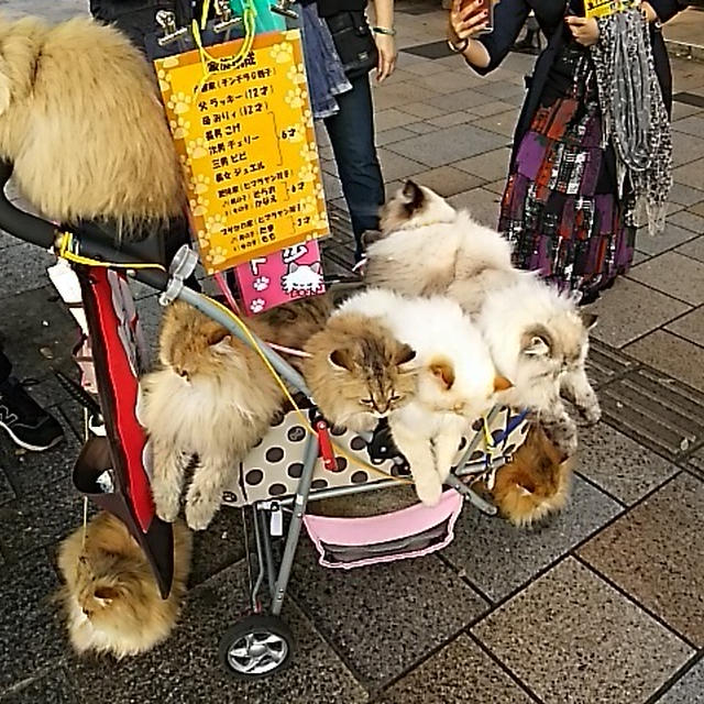 何匹？